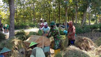 Warga Panen, Anggota Satgas TMMD Bojonegoro Bantu Rontokkan Padi